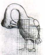 sketch of a Pelican